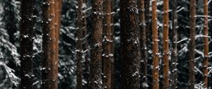 Preview wallpaper trees, pines, snow, forest, winter