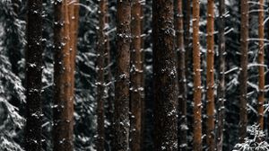 Preview wallpaper trees, pines, snow, forest, winter