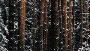 Preview wallpaper trees, pines, snow, forest, winter