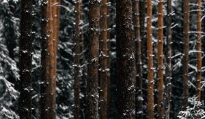 Preview wallpaper trees, pines, snow, forest, winter