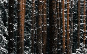 Preview wallpaper trees, pines, snow, forest, winter