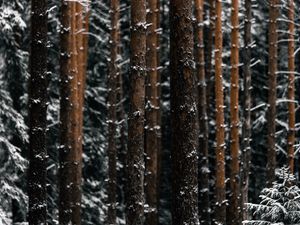 Preview wallpaper trees, pines, snow, forest, winter