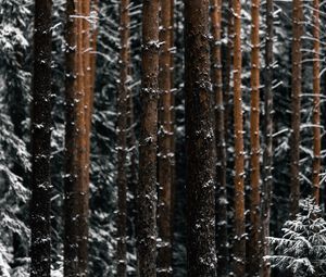 Preview wallpaper trees, pines, snow, forest, winter