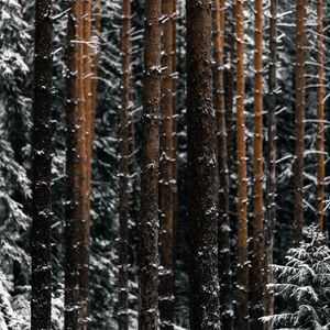 Preview wallpaper trees, pines, snow, forest, winter