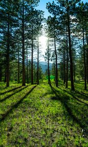 Preview wallpaper trees, pines, sunlight, mountains, landscape