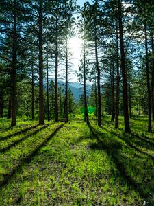 Preview wallpaper trees, pines, sunlight, mountains, landscape