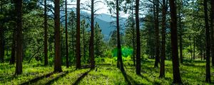 Preview wallpaper trees, pines, sunlight, mountains, landscape