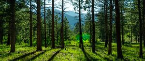 Preview wallpaper trees, pines, sunlight, mountains, landscape