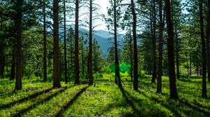 Preview wallpaper trees, pines, sunlight, mountains, landscape