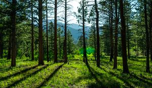 Preview wallpaper trees, pines, sunlight, mountains, landscape