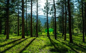 Preview wallpaper trees, pines, sunlight, mountains, landscape