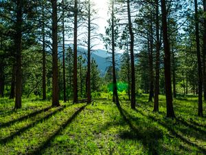 Preview wallpaper trees, pines, sunlight, mountains, landscape