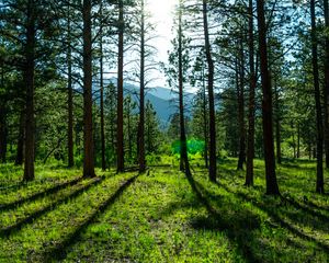 Preview wallpaper trees, pines, sunlight, mountains, landscape