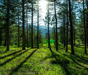 Preview wallpaper trees, pines, sunlight, mountains, landscape