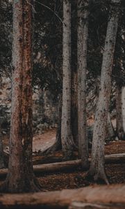 Preview wallpaper trees, pines, trunks, forest, nature