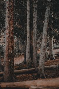 Preview wallpaper trees, pines, trunks, forest, nature