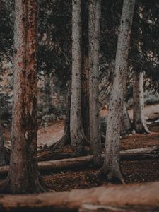 Preview wallpaper trees, pines, trunks, forest, nature