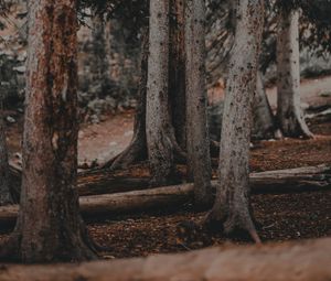 Preview wallpaper trees, pines, trunks, forest, nature