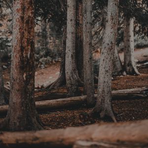 Preview wallpaper trees, pines, trunks, forest, nature