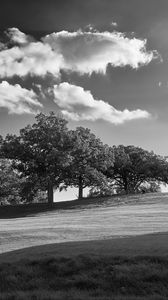 Preview wallpaper trees, plain, grass, landscape, black and white