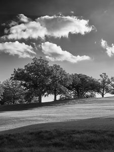 Preview wallpaper trees, plain, grass, landscape, black and white