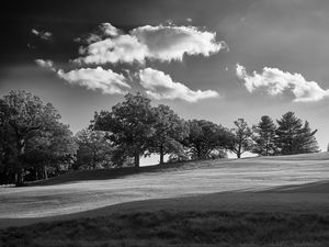 Preview wallpaper trees, plain, grass, landscape, black and white