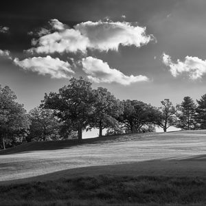 Preview wallpaper trees, plain, grass, landscape, black and white