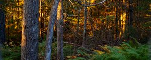 Preview wallpaper trees, plants, forest, light