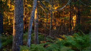 Preview wallpaper trees, plants, forest, light