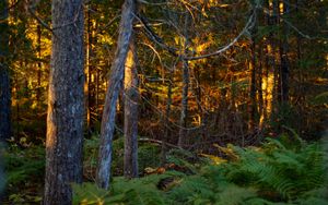 Preview wallpaper trees, plants, forest, light