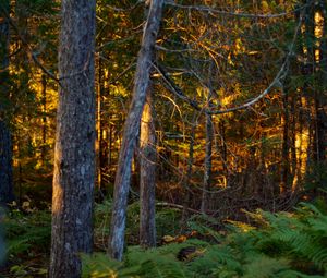 Preview wallpaper trees, plants, forest, light