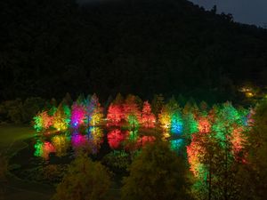 Preview wallpaper trees, pond, illumination, backlight, colorful, night