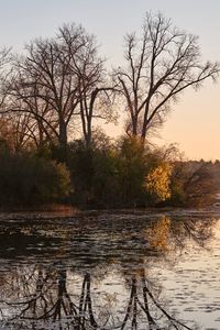 Preview wallpaper trees, pond, nature, branches