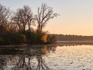 Preview wallpaper trees, pond, nature, branches