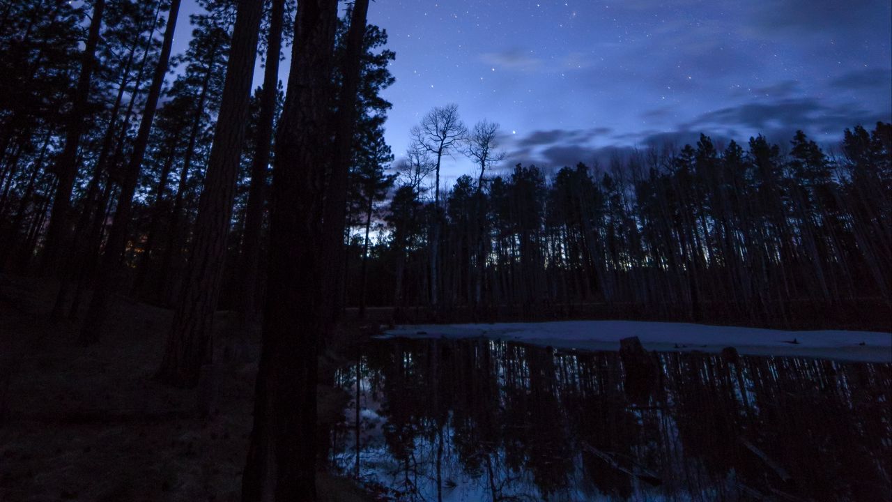 Wallpaper trees, pond, night, starry sky
