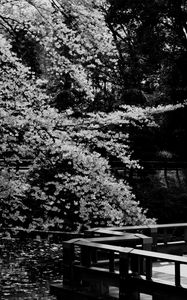 Preview wallpaper trees, pond, pier, bw