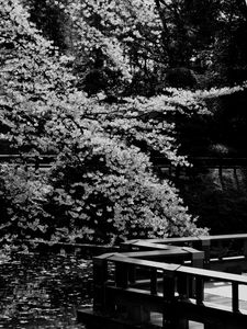 Preview wallpaper trees, pond, pier, bw