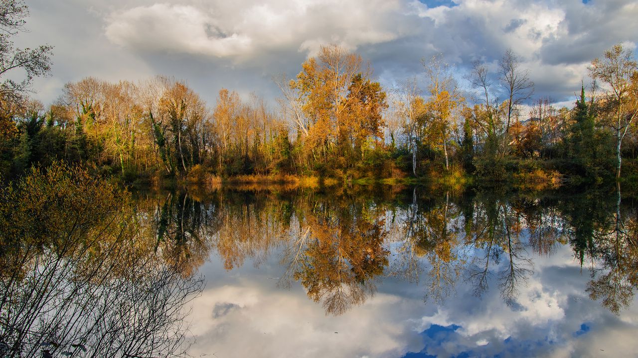 Wallpaper trees, pond, reflection, forest, landscape
