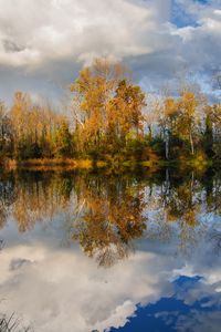 Preview wallpaper trees, pond, reflection, forest, landscape