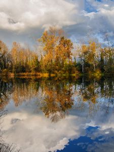 Preview wallpaper trees, pond, reflection, forest, landscape