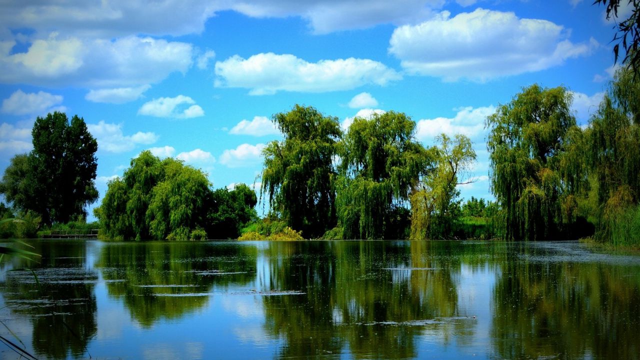 Wallpaper trees, pond, sky, summer hd, picture, image