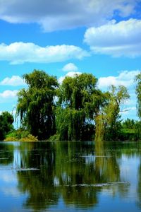 Preview wallpaper trees, pond, sky, summer