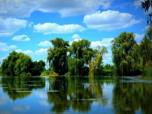 Preview wallpaper trees, pond, sky, summer