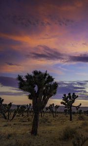 Preview wallpaper trees, prairie, dusk, evening, sky