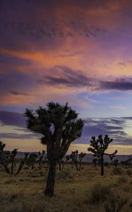 Preview wallpaper trees, prairie, dusk, evening, sky