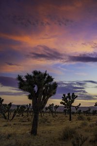 Preview wallpaper trees, prairie, dusk, evening, sky