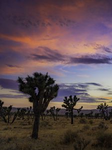 Preview wallpaper trees, prairie, dusk, evening, sky