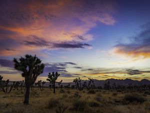 Preview wallpaper trees, prairie, dusk, evening, sky