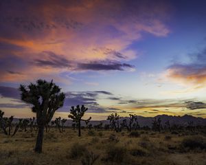 Preview wallpaper trees, prairie, dusk, evening, sky