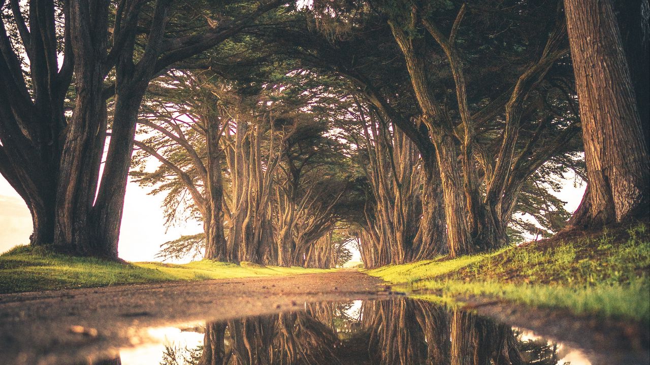 Wallpaper trees, puddle, reflection, road